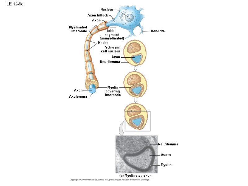 LE 12-6a Nucleus Axon hillock Axon Myelinated internode Initial segment (unmyelinated) Nodes Schwann cell